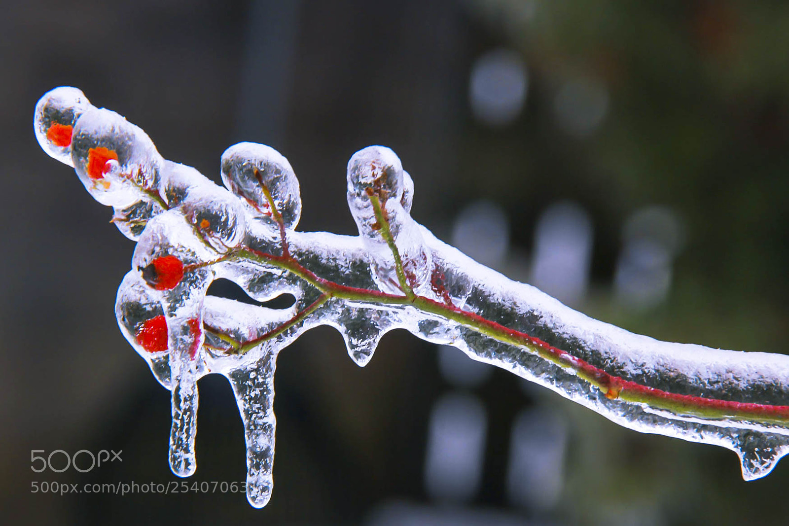 Canon EOS 60D sample photo. Dec 2013 toronto ice photography