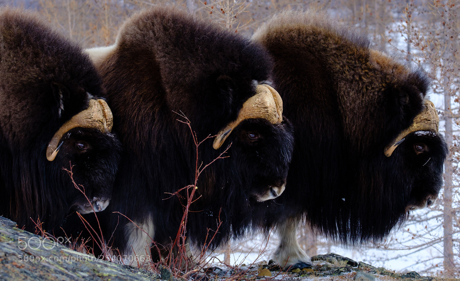 Fujifilm X-T2 sample photo. Muskox parade, yamal sibiria photography
