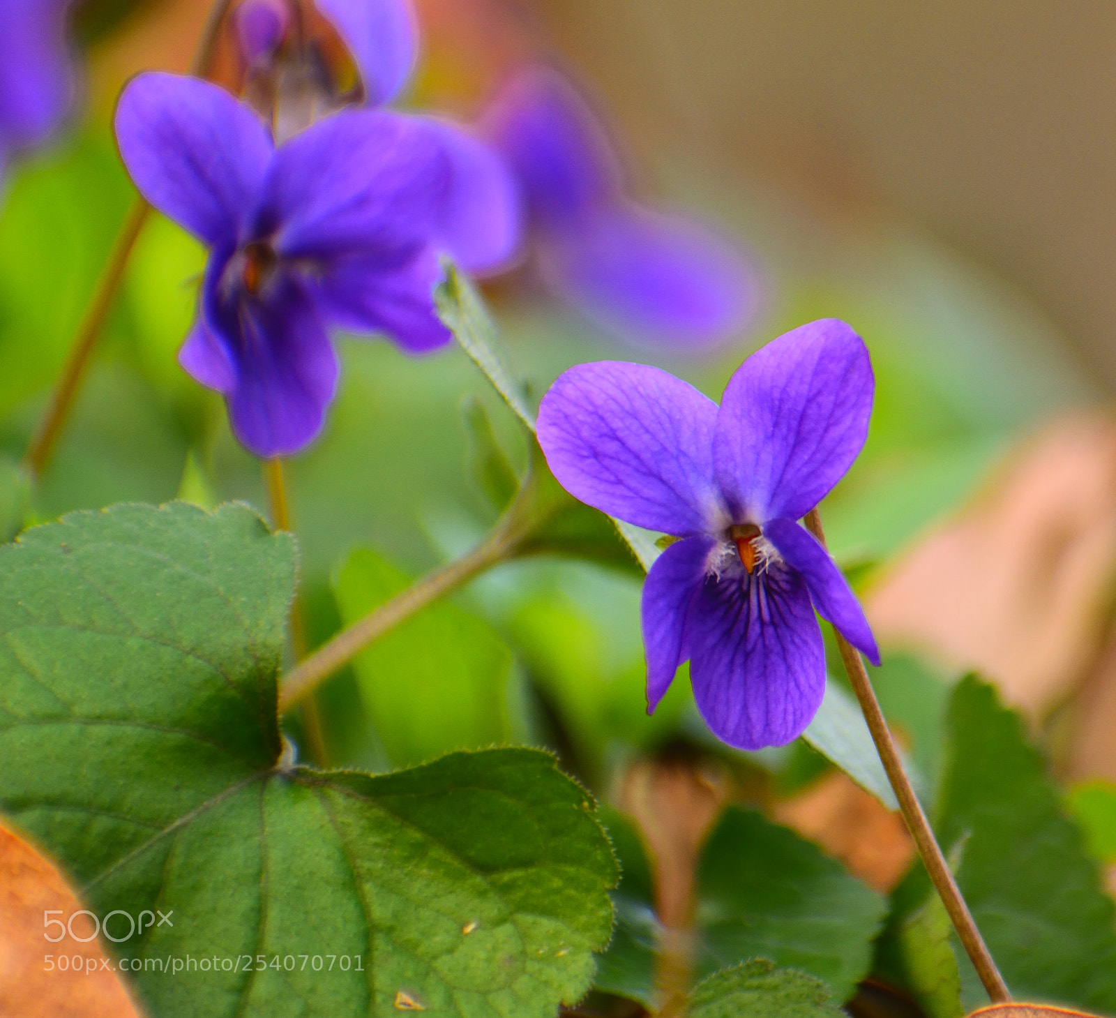 Nikon D3300 sample photo. Sottobosco in primavera photography