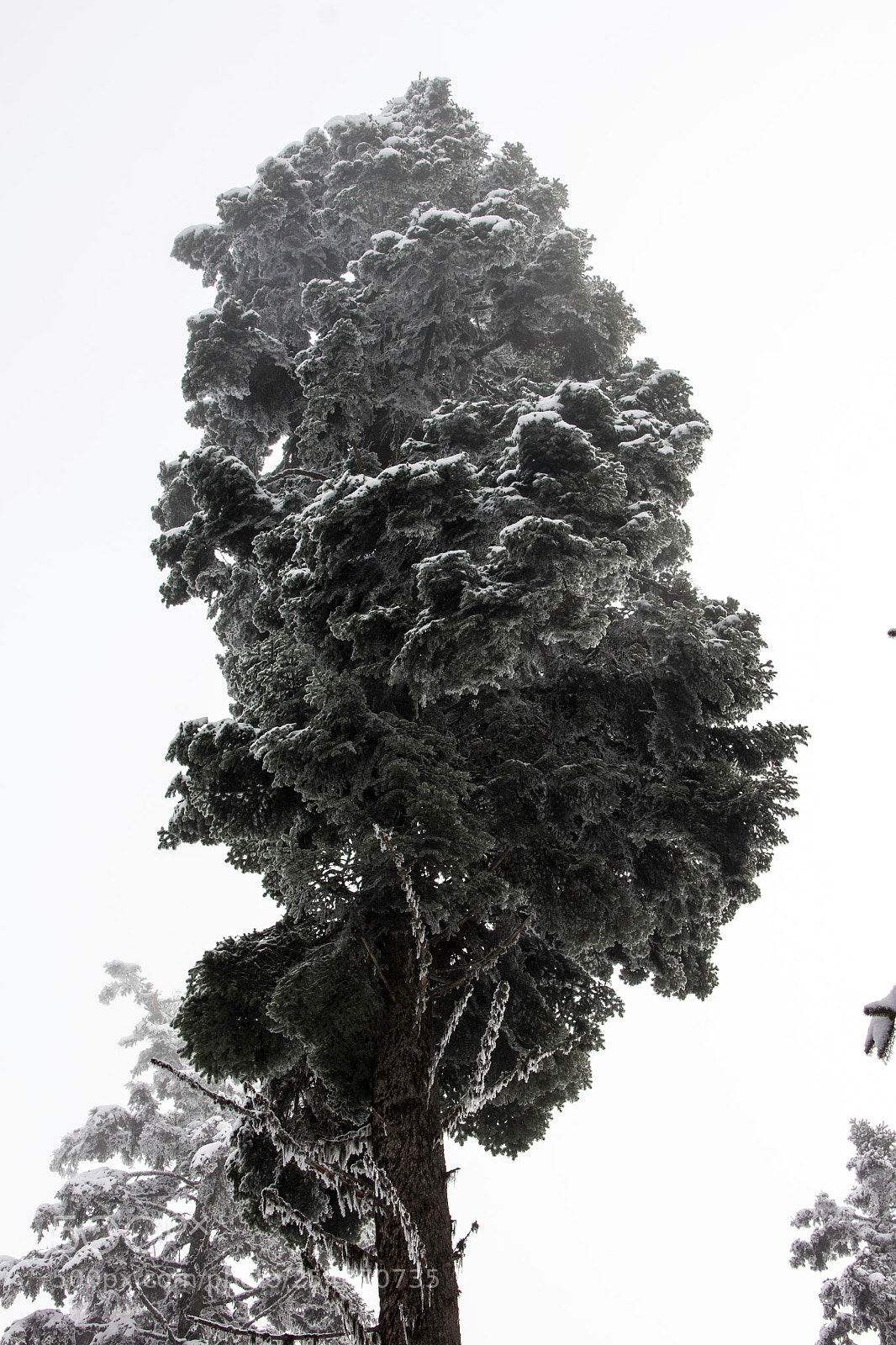 Canon EOS 60D sample photo. Up high photography