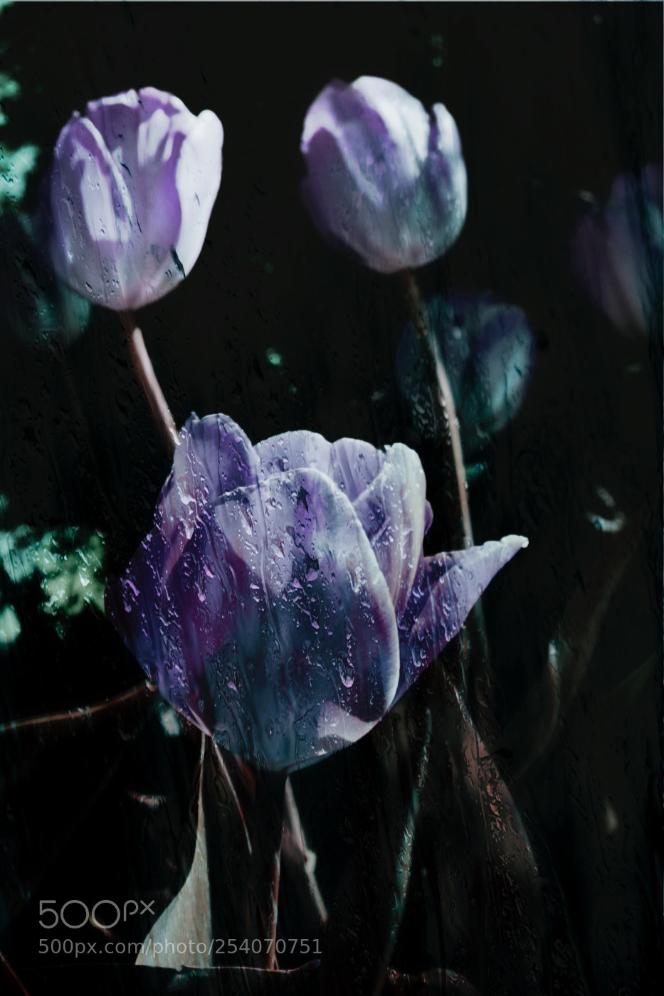 Fujifilm X-E1 sample photo. Tears in the morning photography