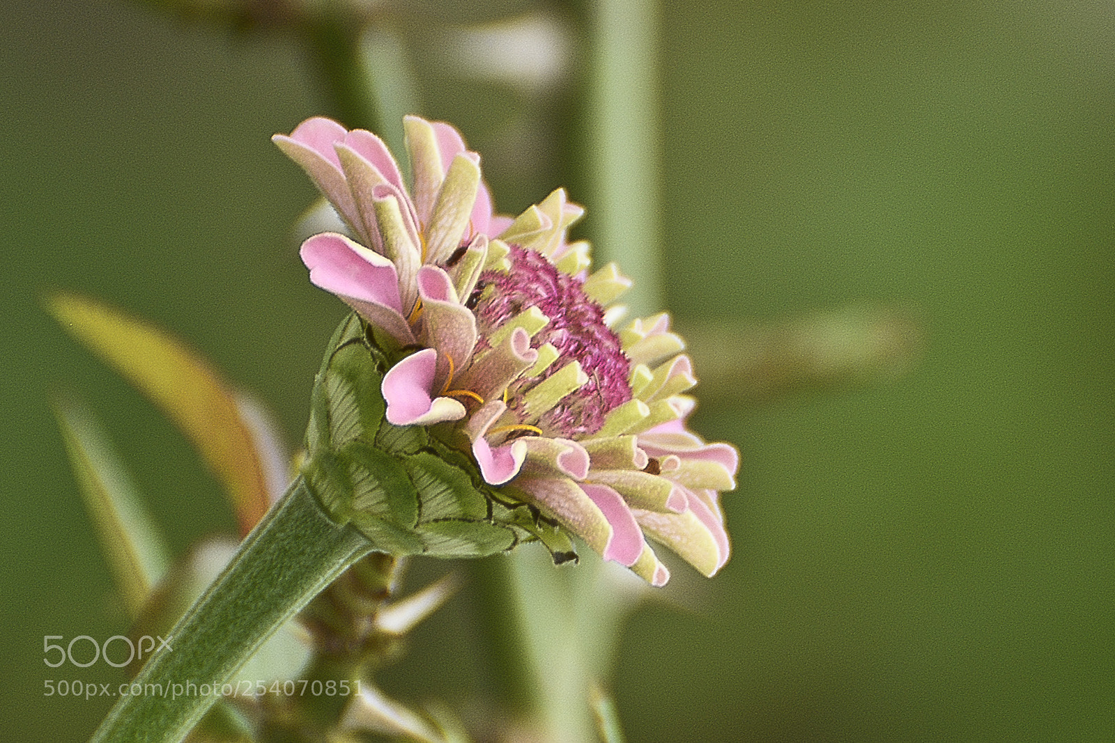 Nikon D7100 sample photo. Encantando meu jardim. photography