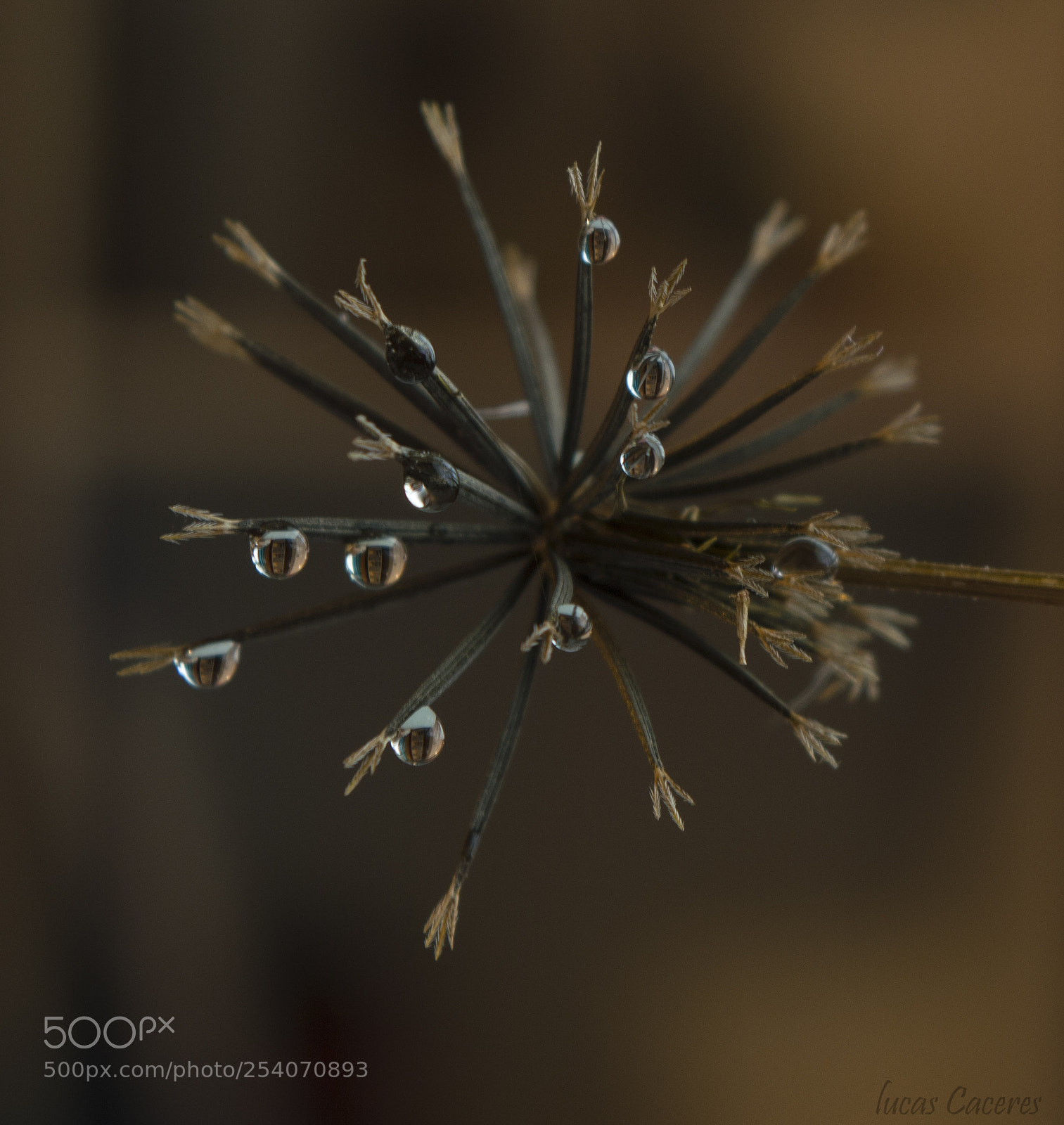 Nikon D3200 sample photo. Macro photography