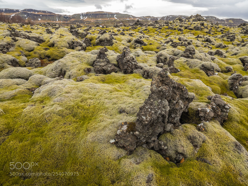 Olympus OM-D E-M5 II sample photo. Moss covered lava field photography