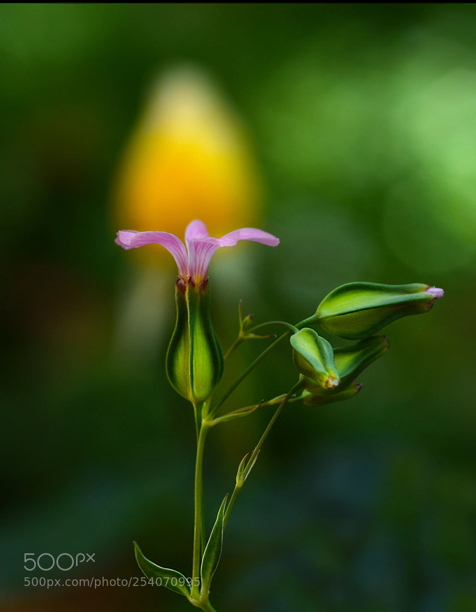 Nikon D7100 sample photo. Cicek photography