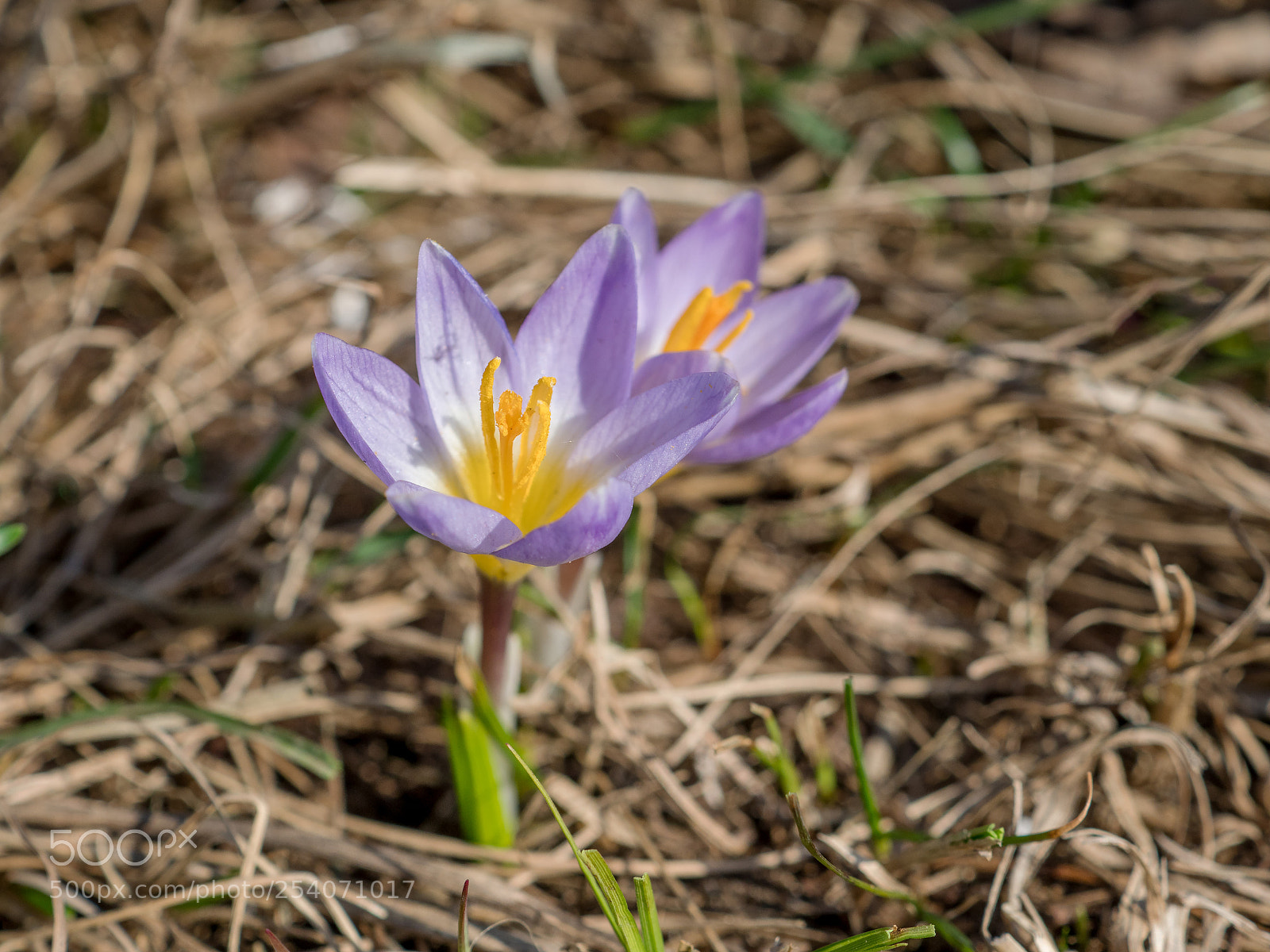 Olympus OM-D E-M1 Mark II sample photo. Crocus photography