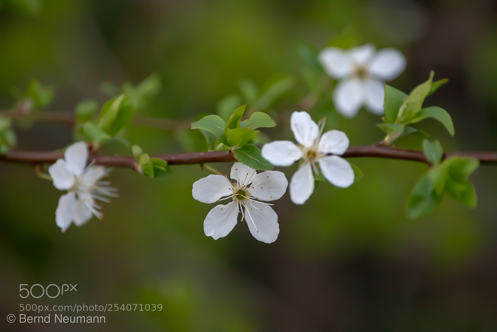 Nikon D7500 sample photo. Better bokeh photography