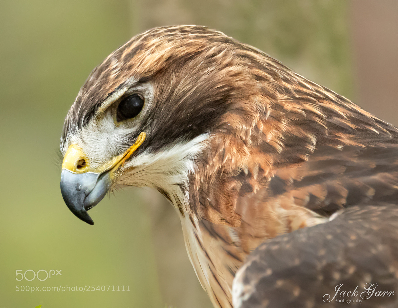 Canon EOS-1D X Mark II sample photo. Red-tailed hawk profile closeup photography