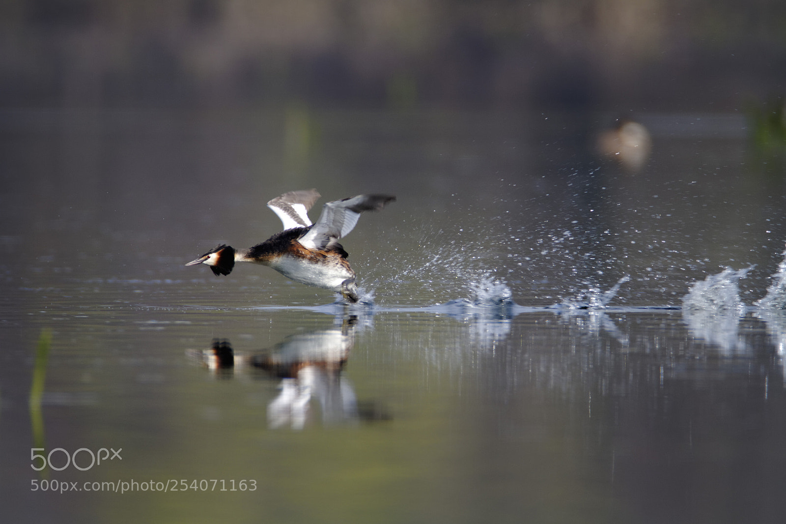 Canon EOS 7D sample photo. Running on water photography