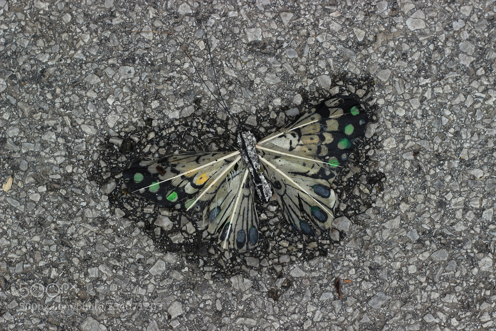 Canon EOS 600D (Rebel EOS T3i / EOS Kiss X5) + Canon EF 50mm F1.8 II sample photo. Butterfly making an asphalt photography
