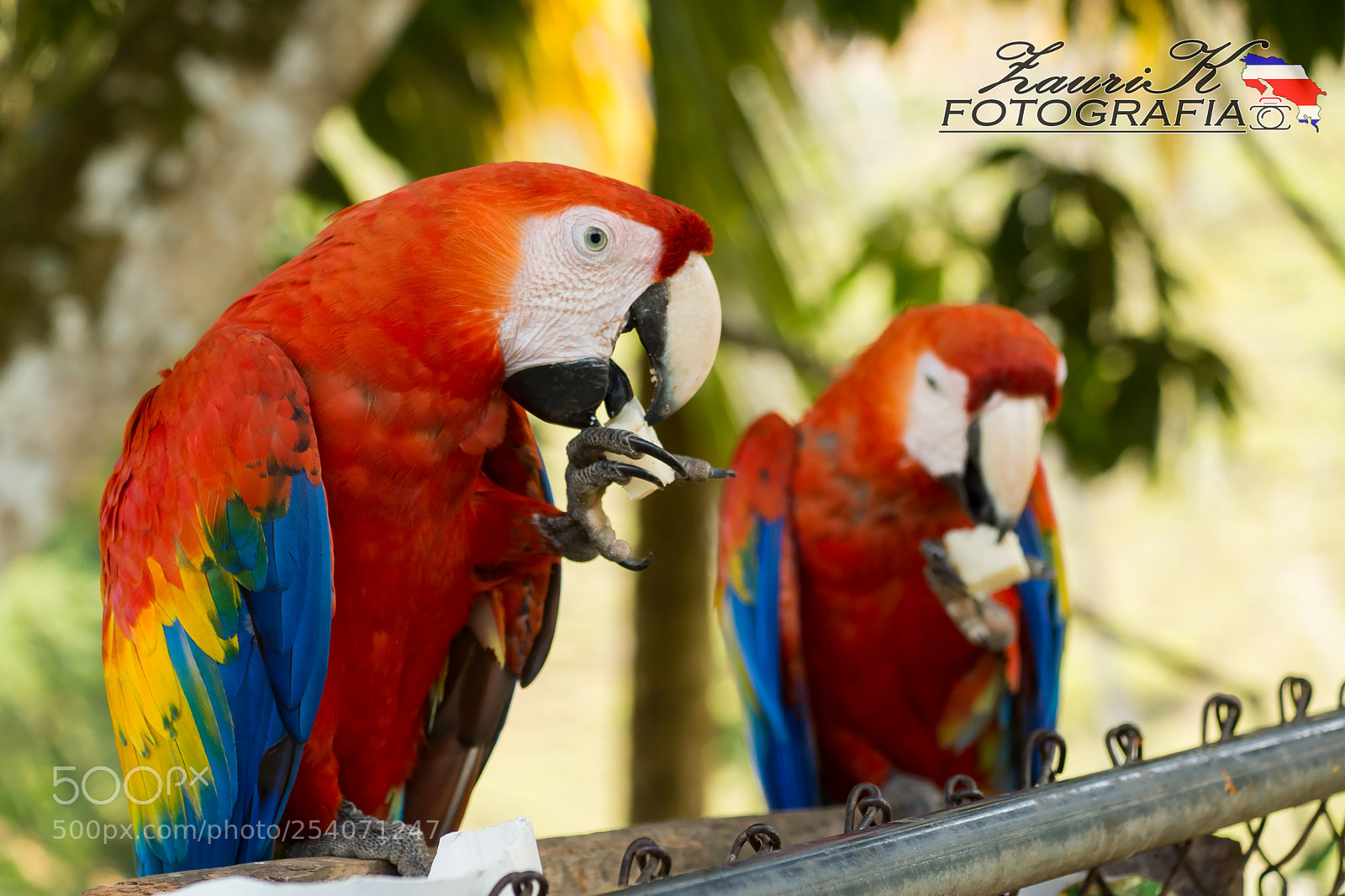 Sony SLT-A77 sample photo. Lapa roja photography