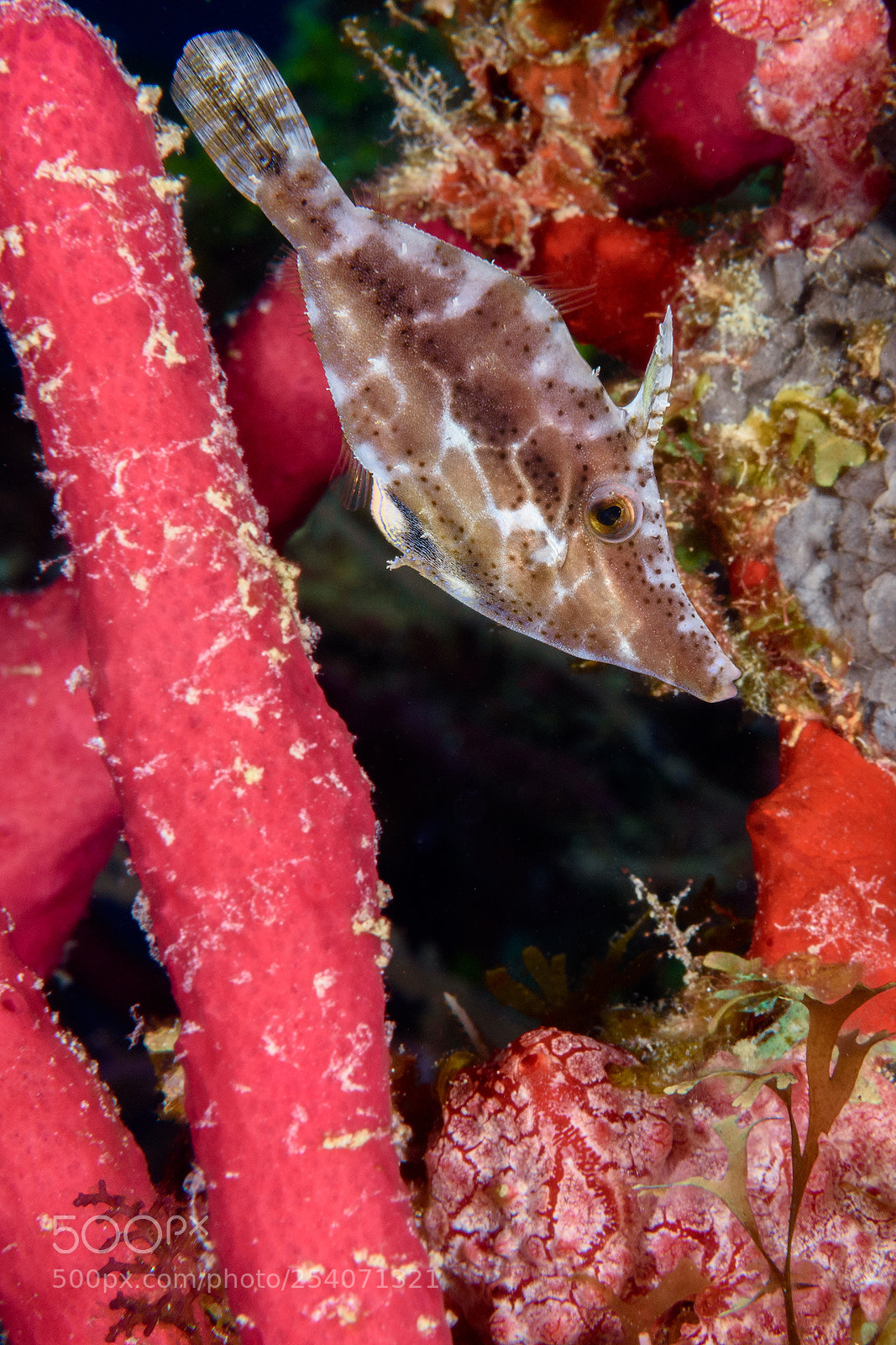 Nikon D7200 sample photo. Filefish in coral photography