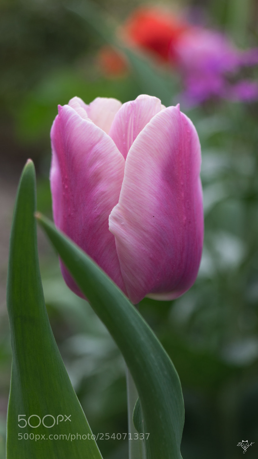 Sony SLT-A68 sample photo. Untitled photography