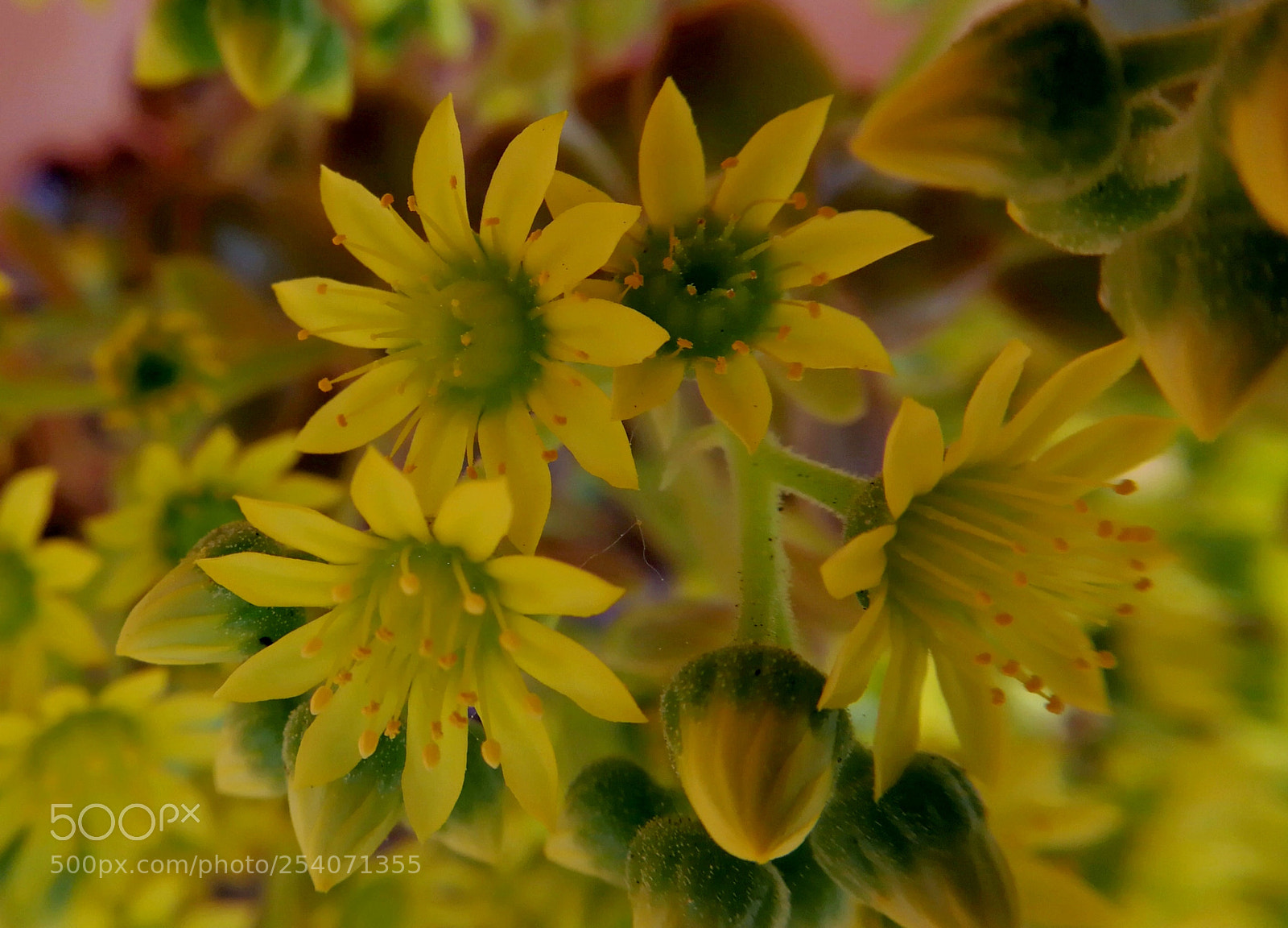 HUAWEI P10 sample photo. Dreams in yellow photography