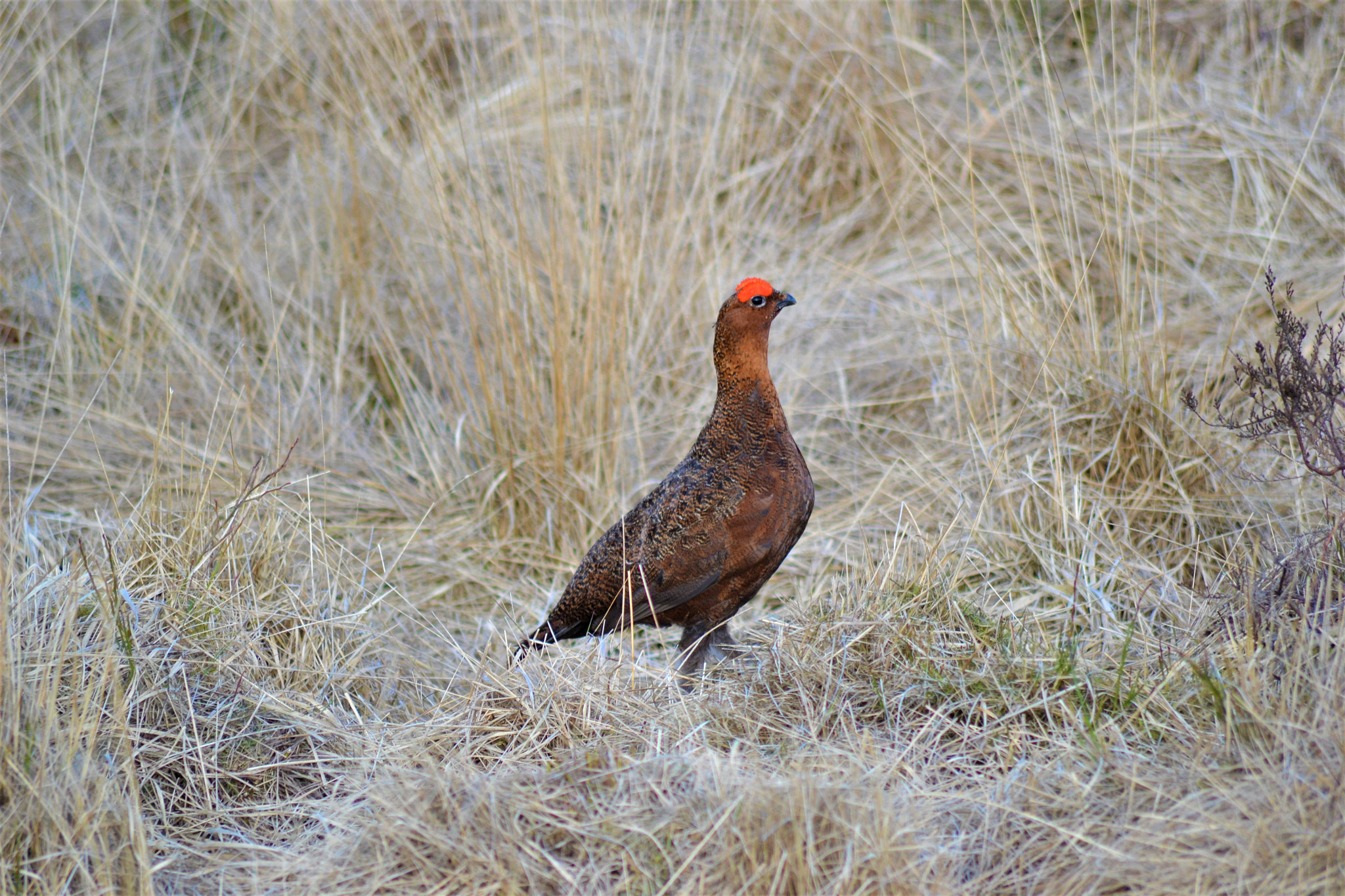 Nikon D3100 sample photo. Red grouse photography