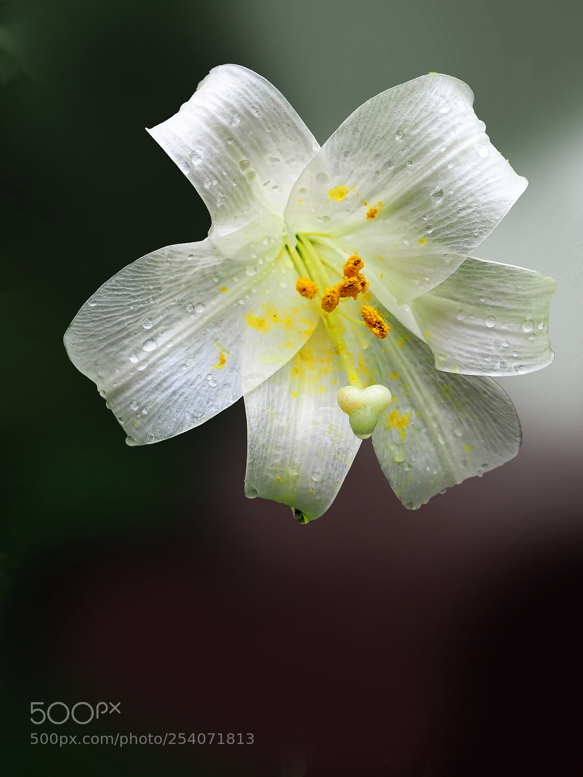 Olympus TG-5 sample photo. Delicate lily photography