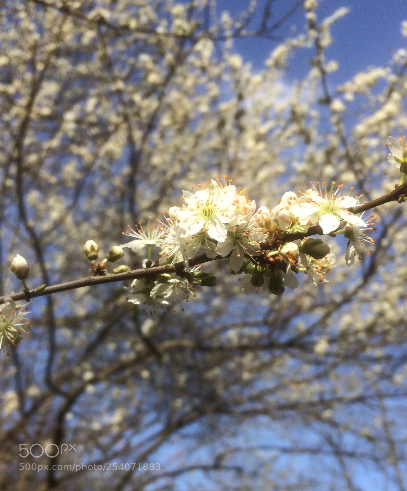 Apple iPhone 5s sample photo. Baltic spring moods photography