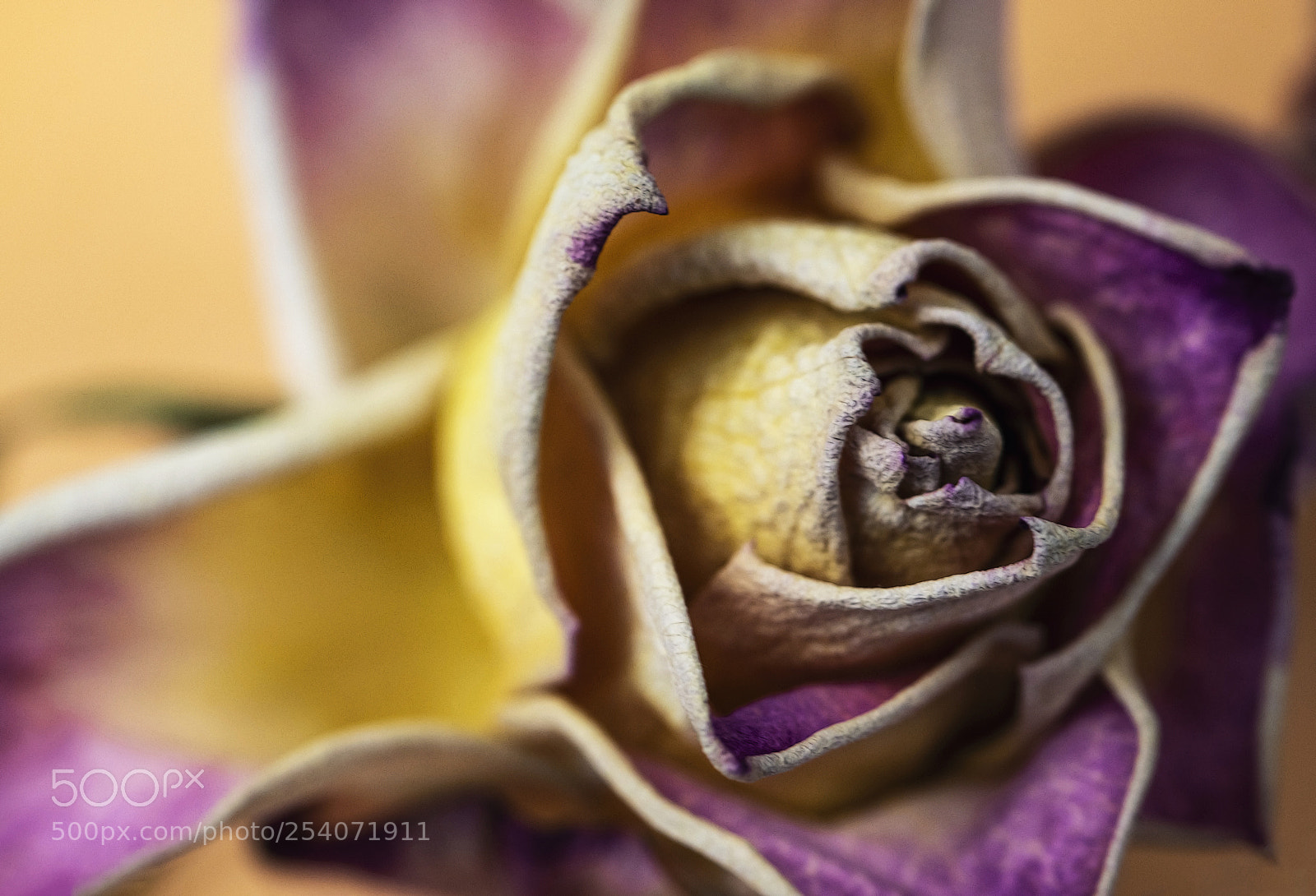 Nikon D5500 sample photo. Old dry purple rose photography