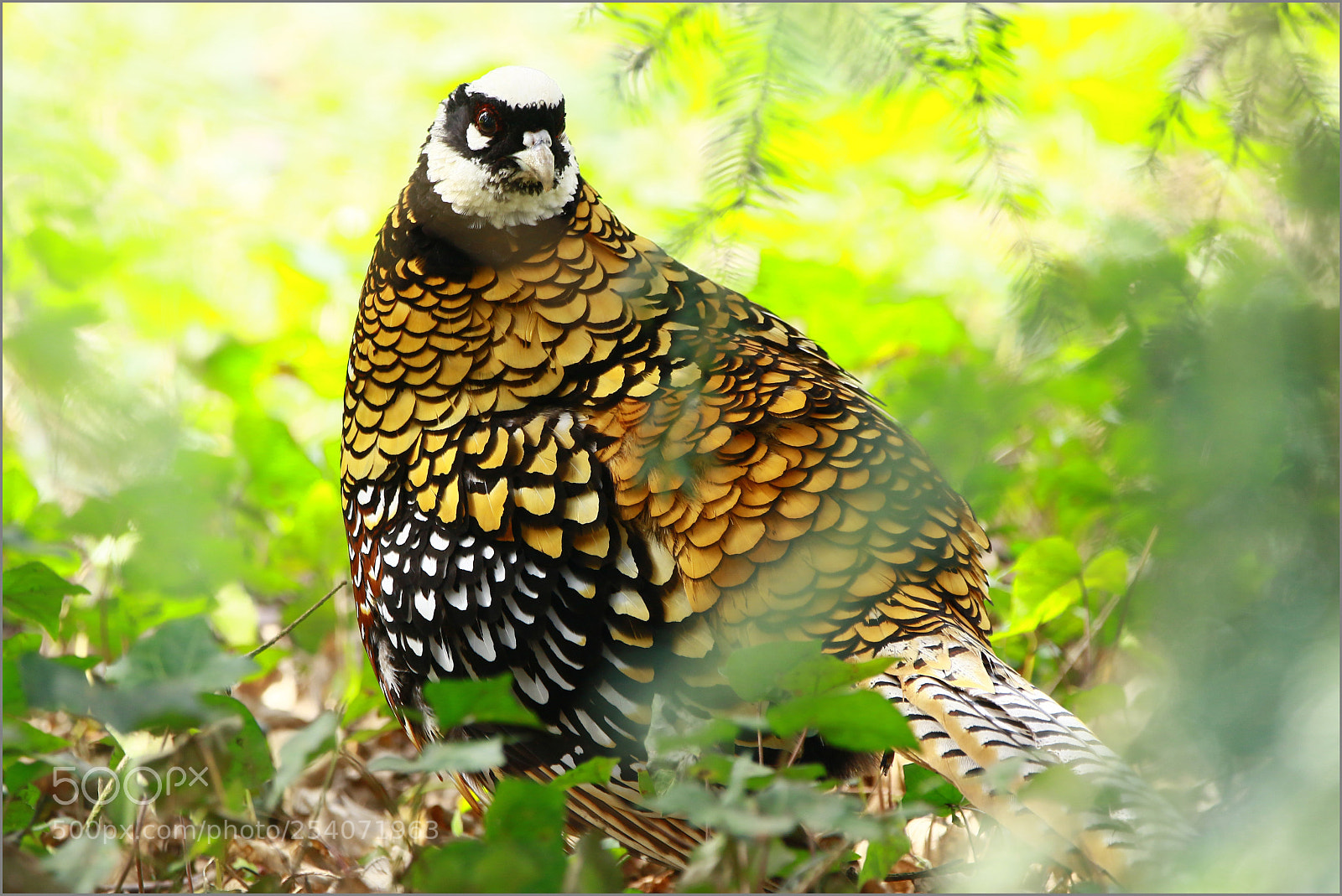 Canon EOS 7D Mark II sample photo. 00.jpg photography