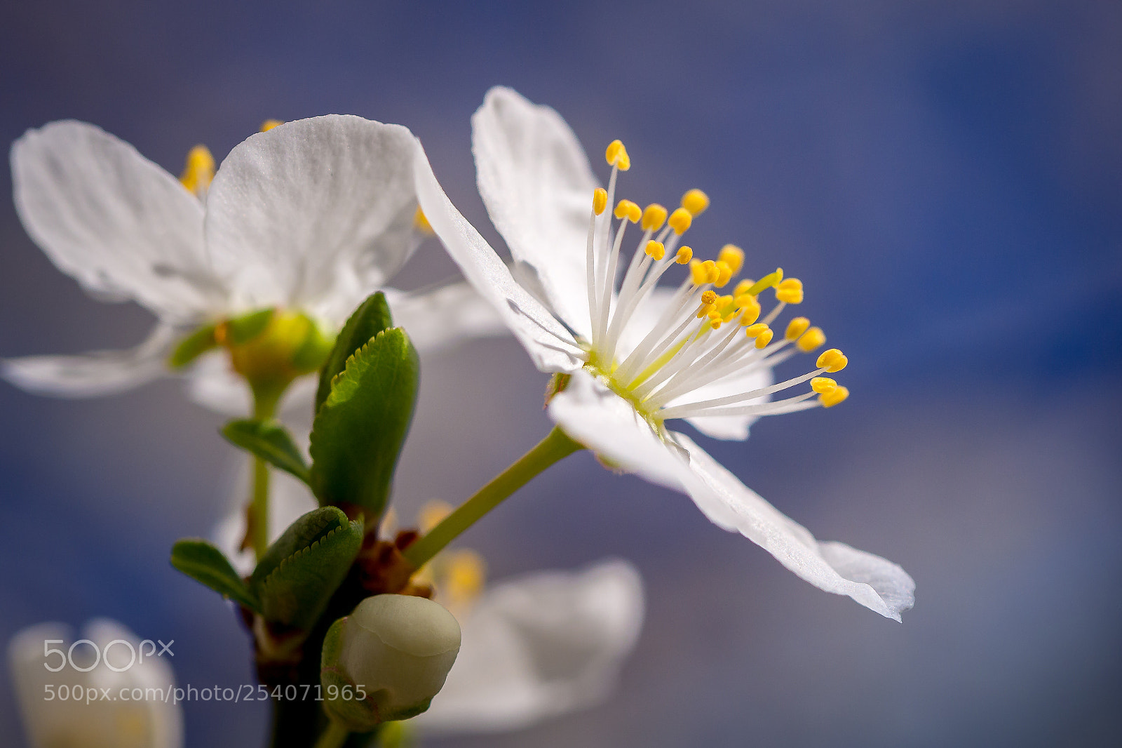Olympus OM-D E-M10 II sample photo. Springtime photography