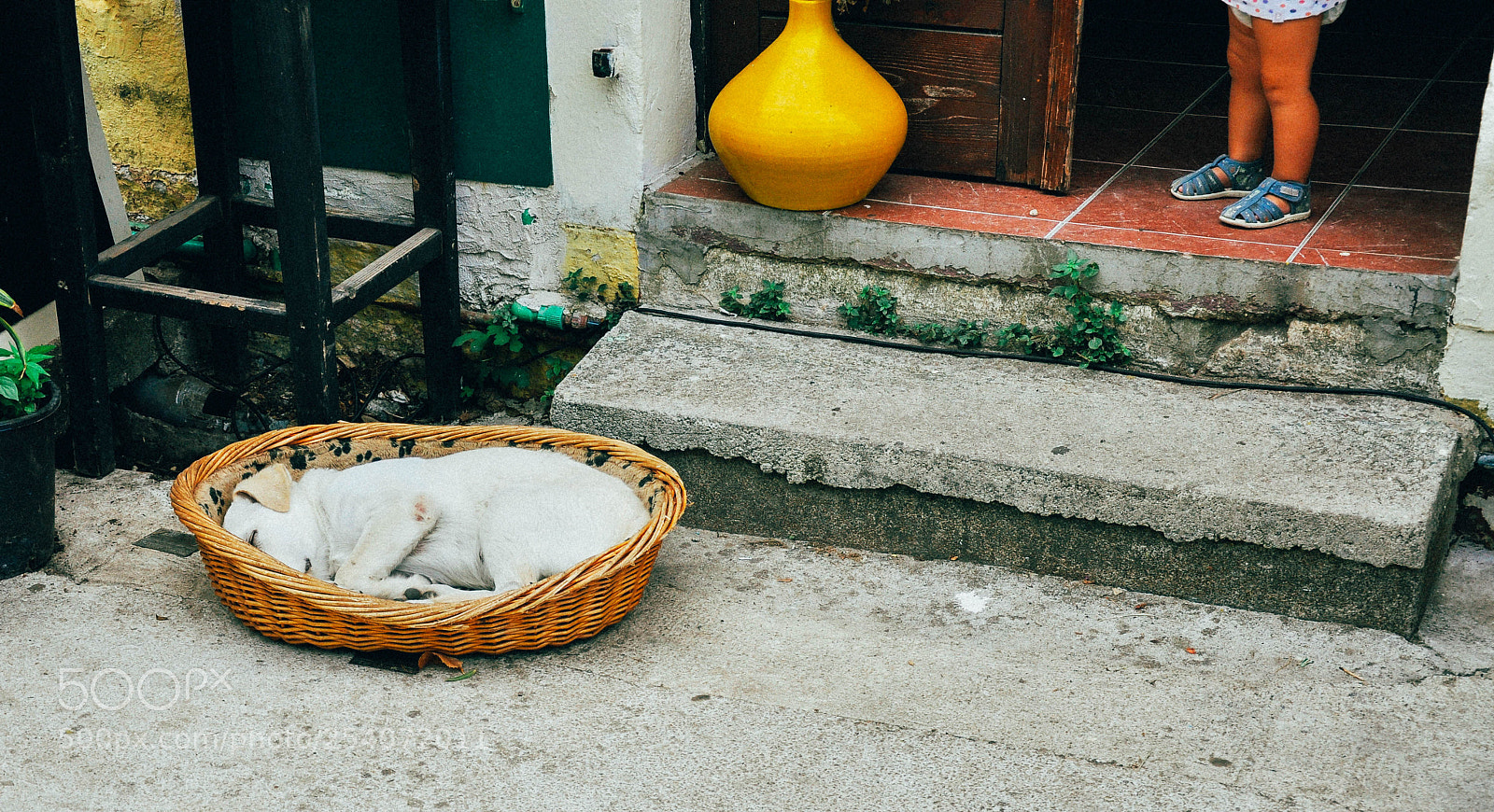 Nikon D90 sample photo. Puppy nap photography