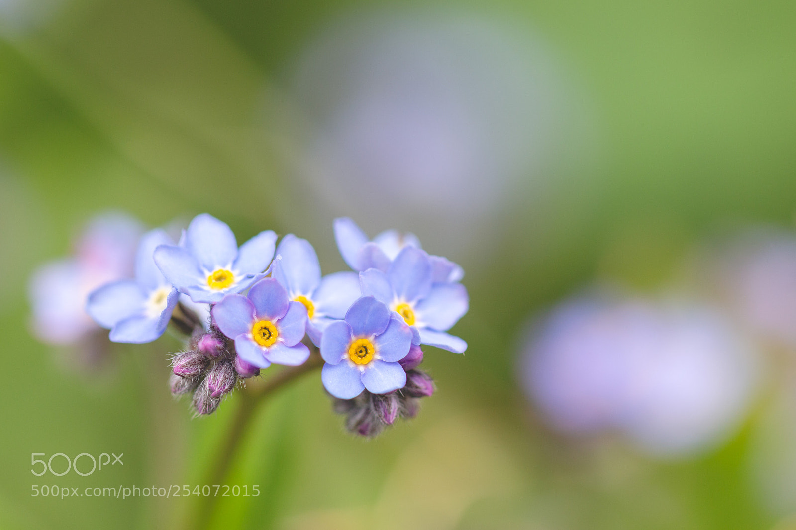 Canon EOS 70D sample photo. Fresh forget-me-nots photography