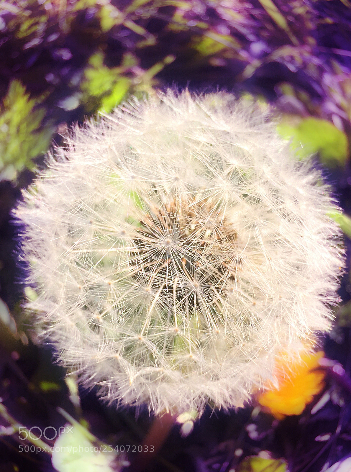 Apple iPhone 6 sample photo. Blowing photography