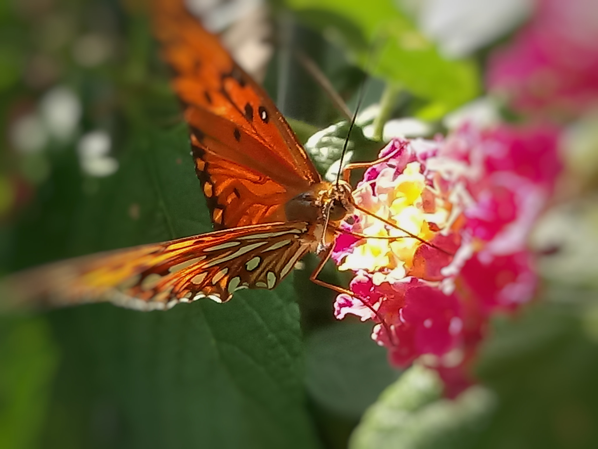 LG K10 (2017) sample photo
