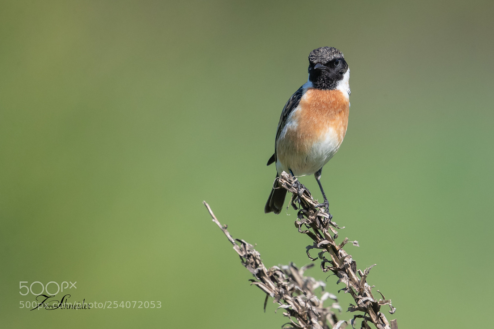 Canon EOS-1D X Mark II sample photo. European stonechat photography