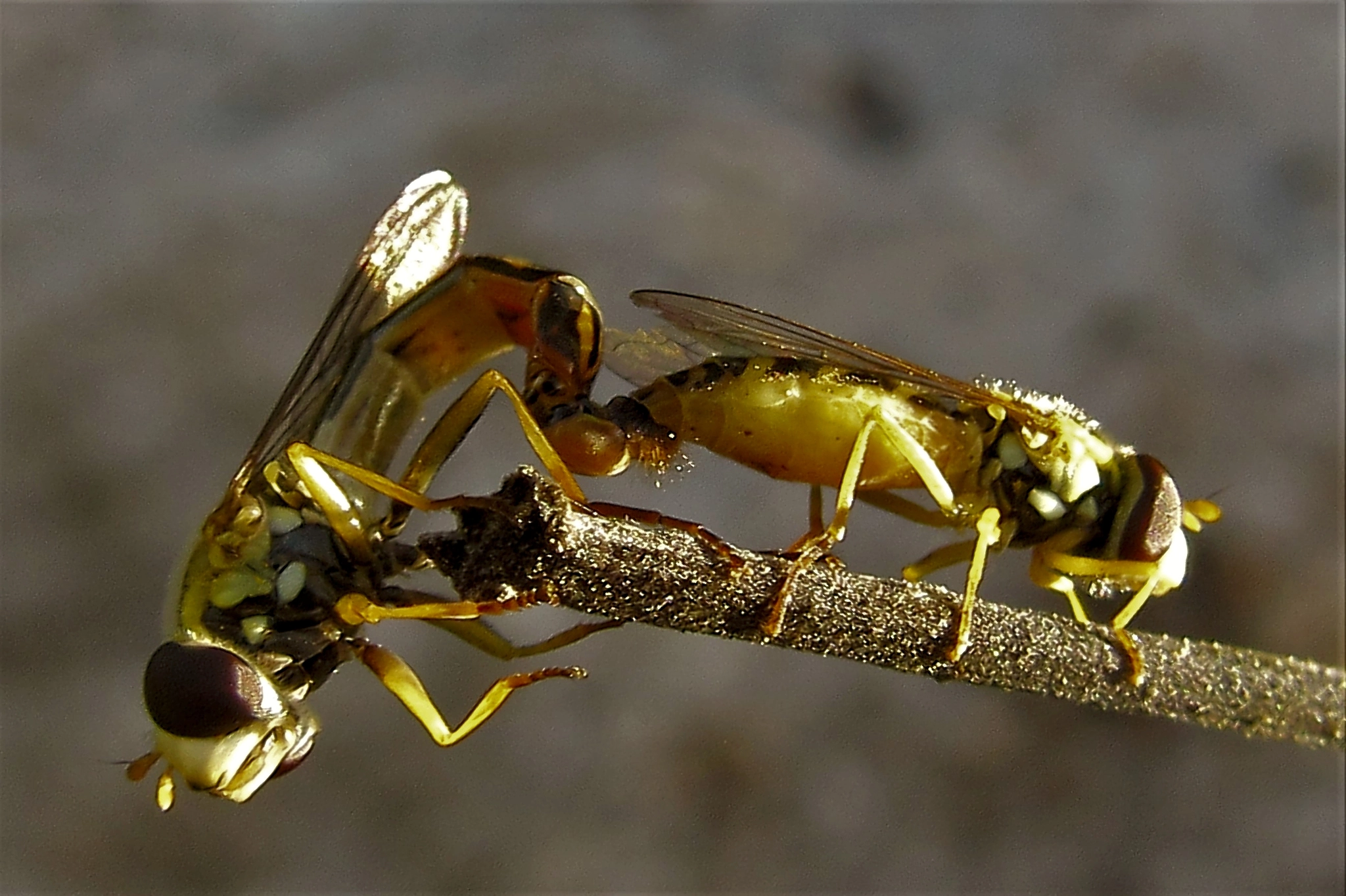 Canon PowerShot SX600 HS sample photo. Bees mating photography