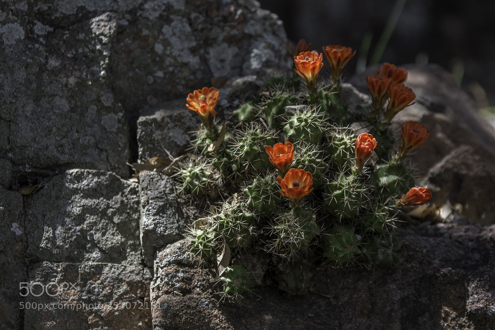 Nikon D7100 sample photo. Against all odds photography