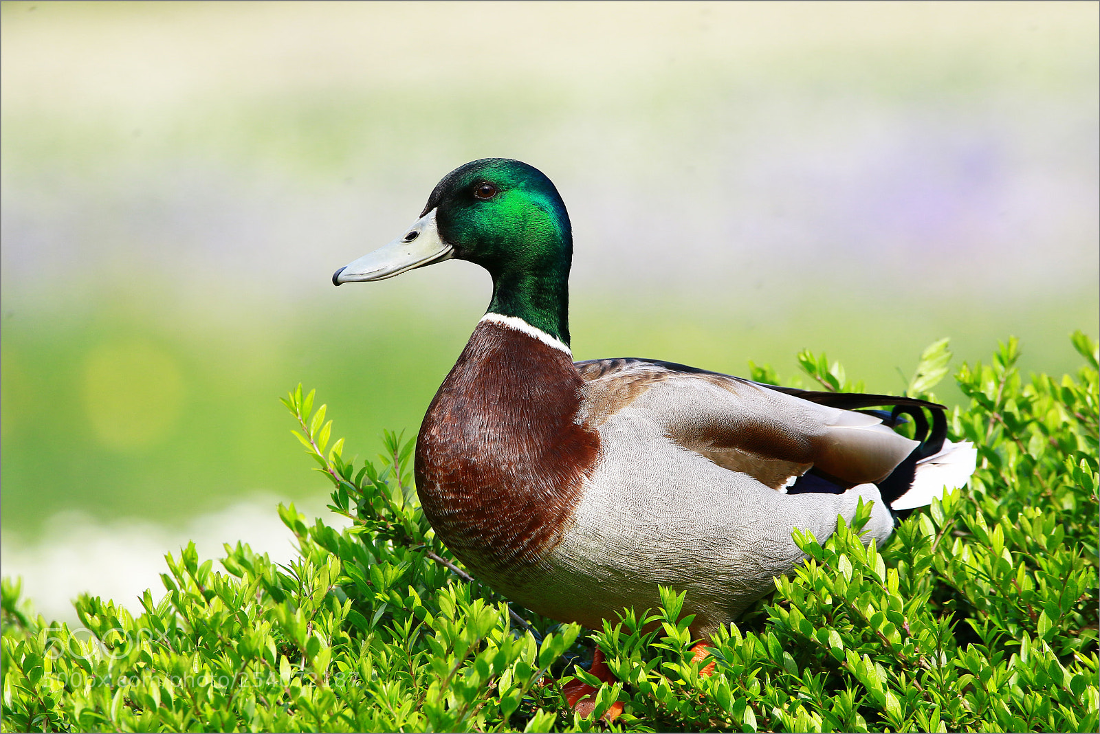 Canon EOS 7D Mark II sample photo. 000000.jpg photography