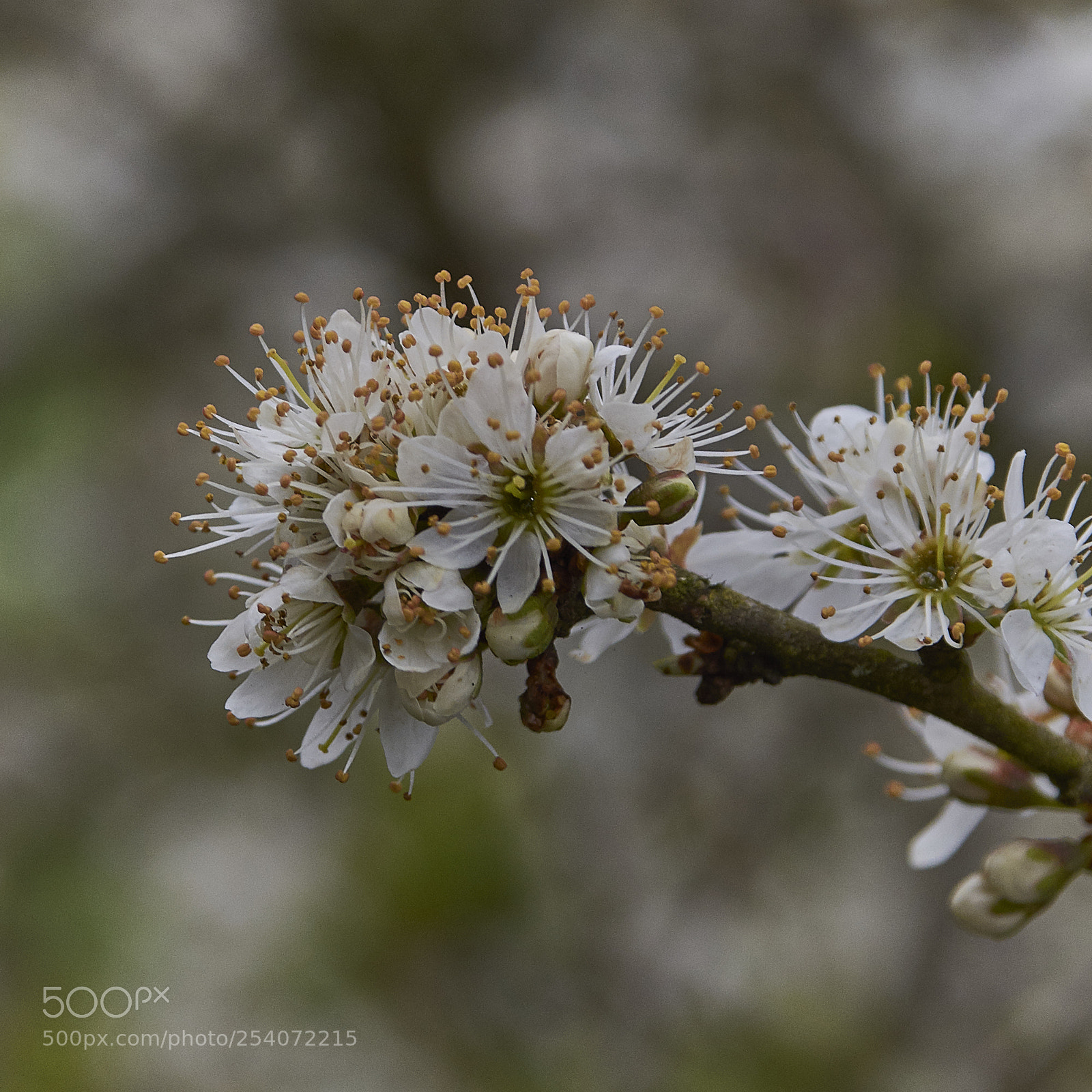 Nikon D7200 sample photo. Blossom photography