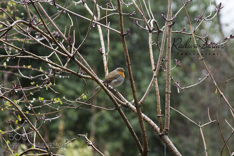 Canon EOS 700D (EOS Rebel T5i / EOS Kiss X7i) sample photo. Bird photography