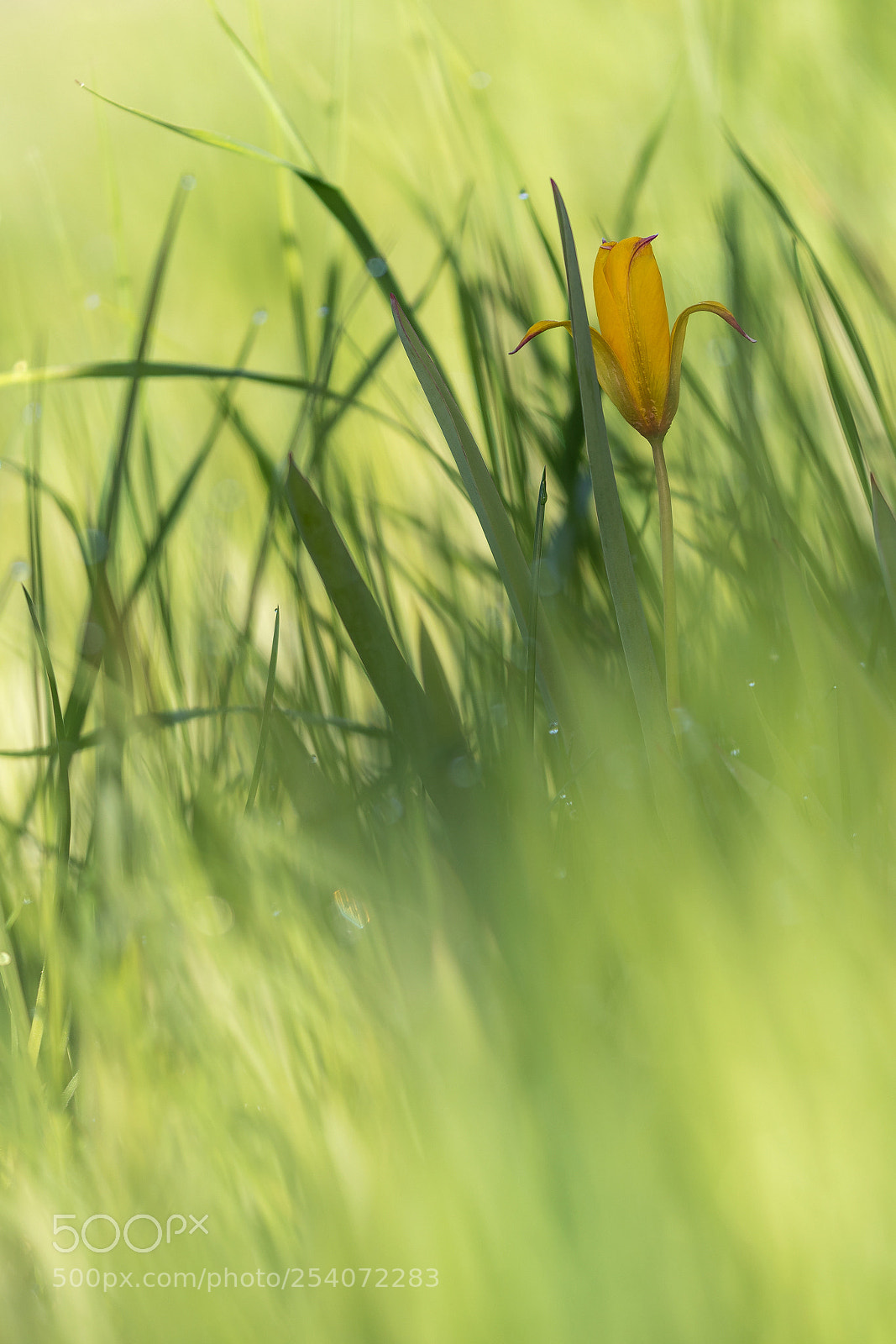 Nikon D500 sample photo. Springtime ii photography