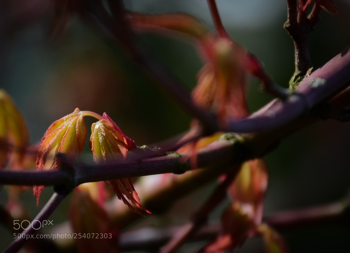 Nikon D7000 sample photo. Maple 2 photography