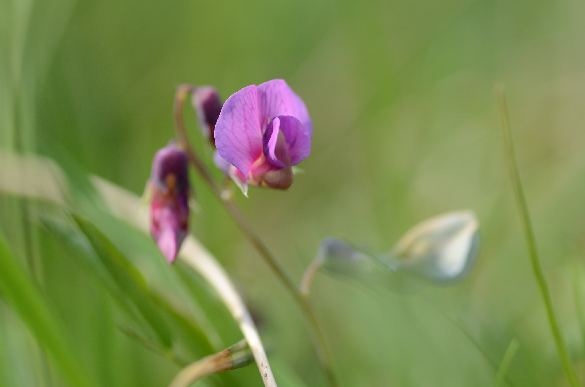Nikon D7000 sample photo. Lathyrus vernus photography