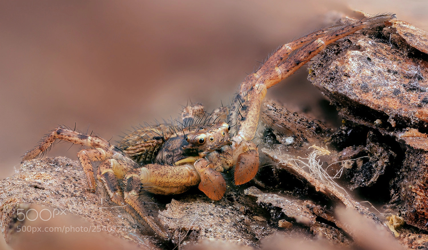 Canon EOS 5D Mark II sample photo. Spider photography