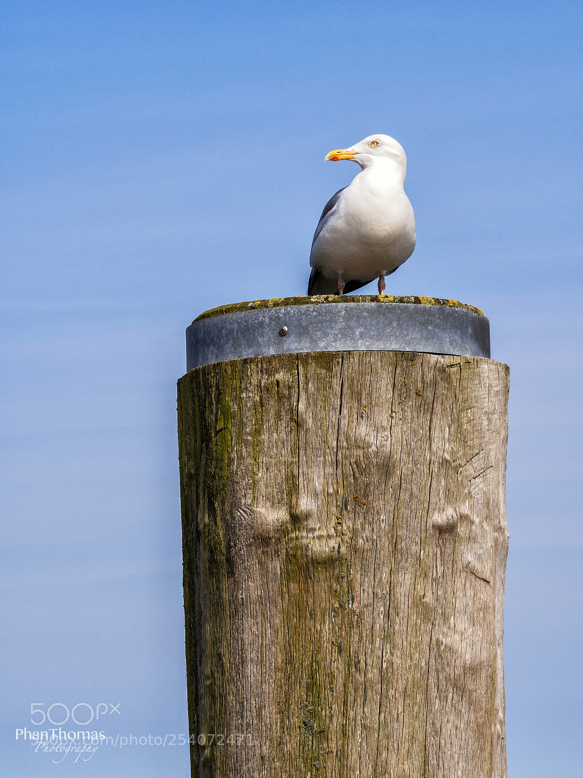 Olympus OM-D E-M10 II sample photo. Gull on sylt photography