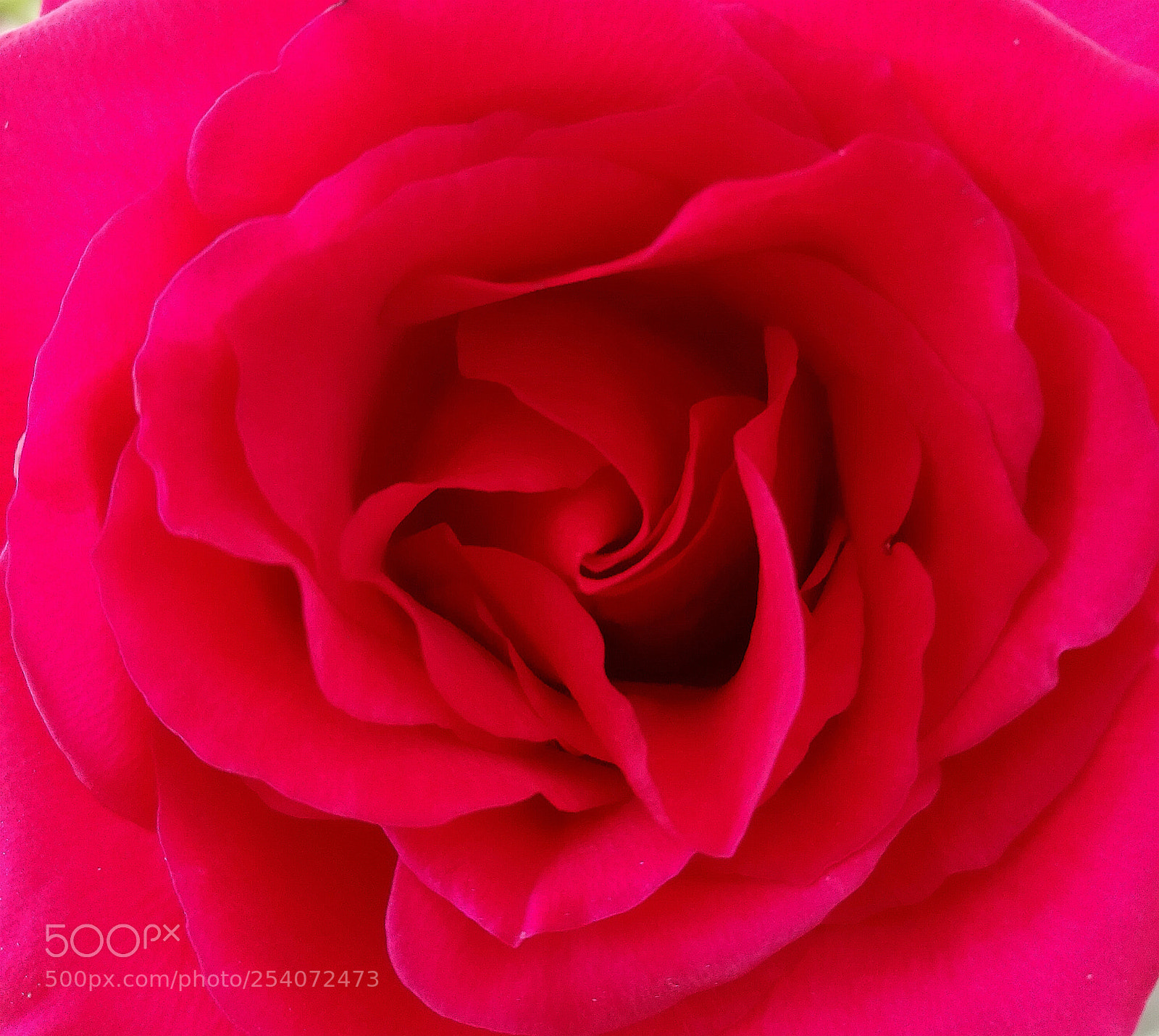 HUAWEI Honor 8 sample photo. Red rose photography