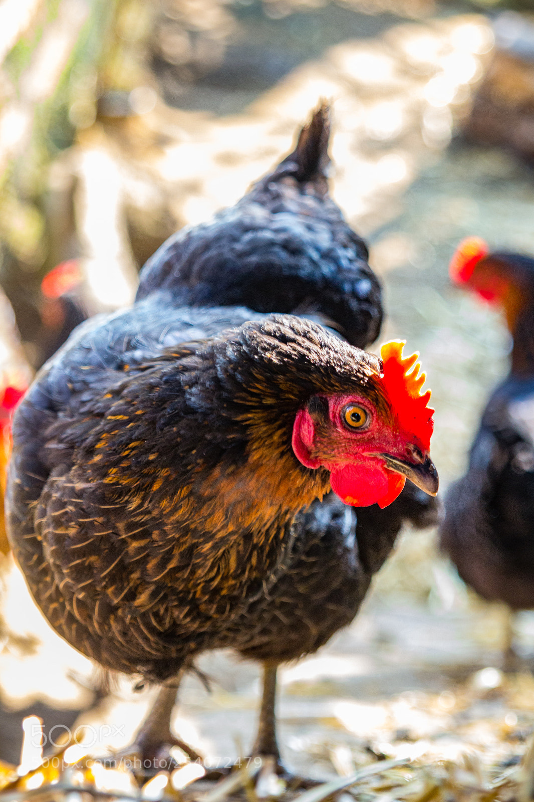 Canon EOS 60D sample photo. Huhn photography