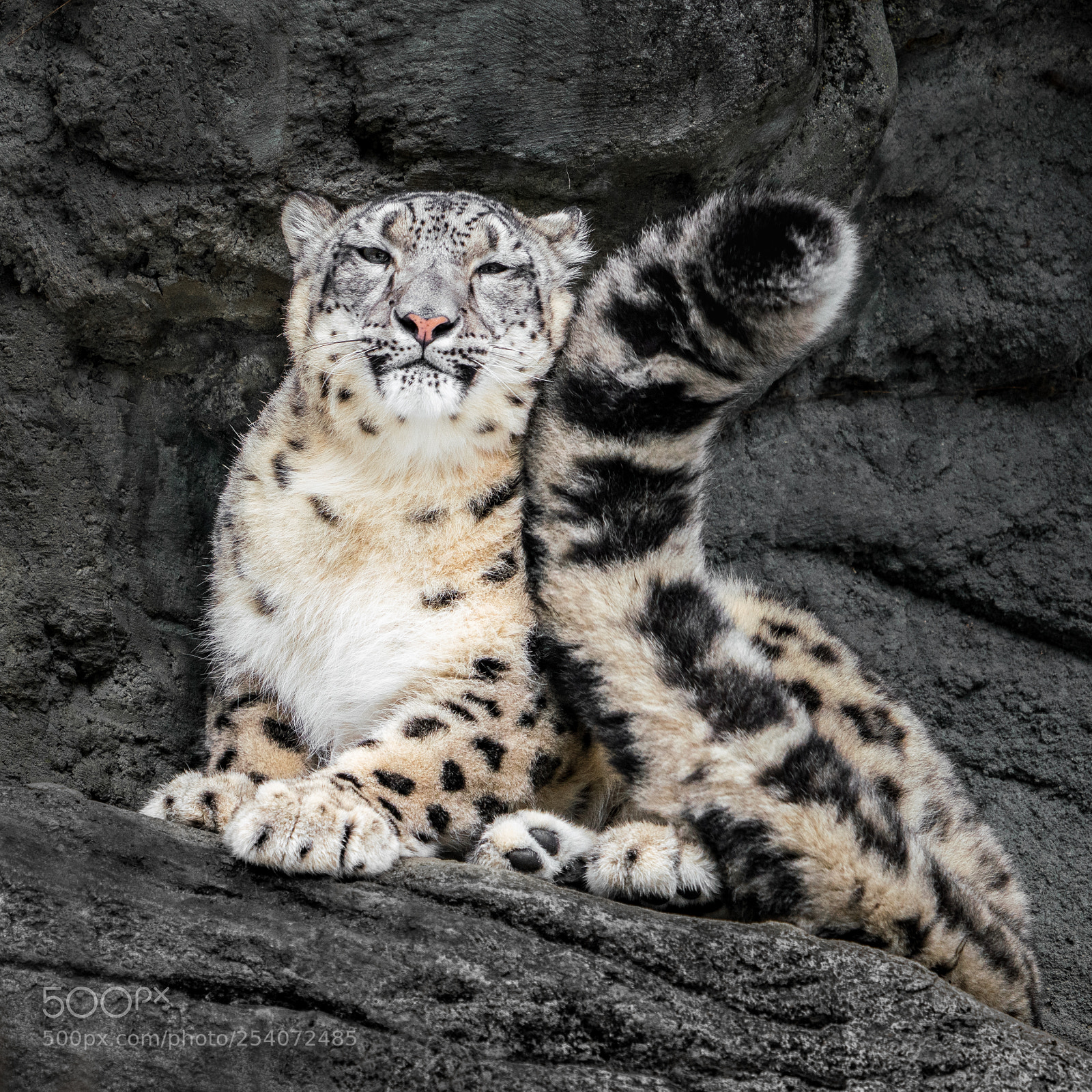 Sony a7R III sample photo. Snow leopard tail photography