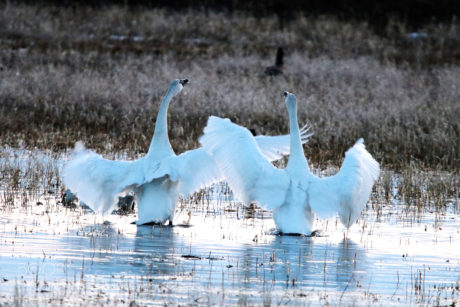 Canon EOS 80D sample photo. The mating dance photography