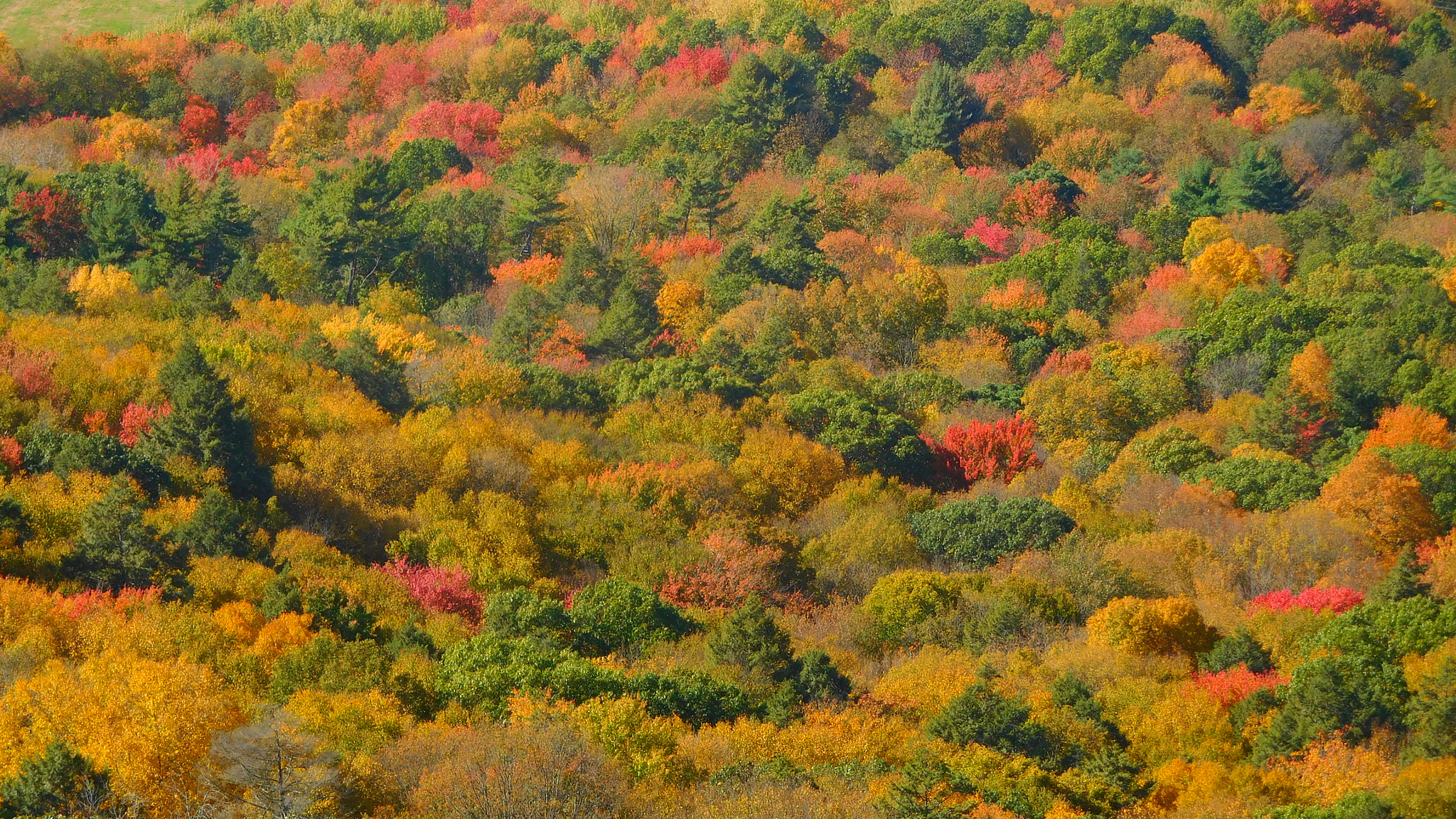 Nikon Coolpix S7000 sample photo. Autumn colors photography