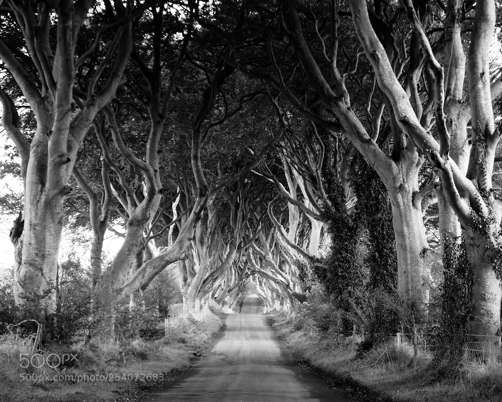 Sony Alpha NEX-5 sample photo. The dark hedges photography