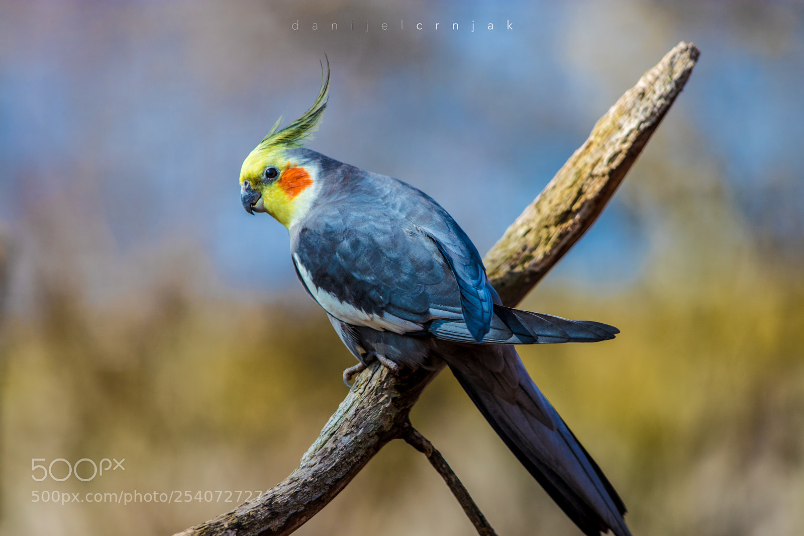 Canon EOS 80D sample photo. Beautiful parrot... photography