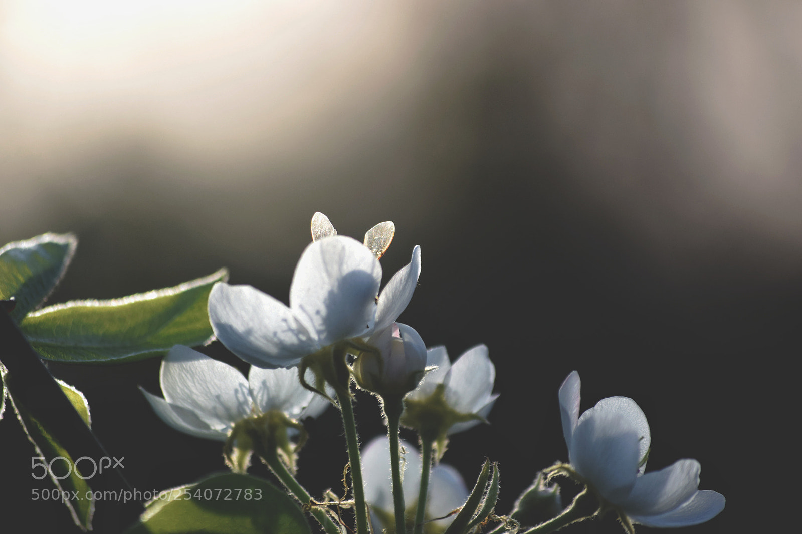 Nikon D3300 sample photo. Undercover bee photography