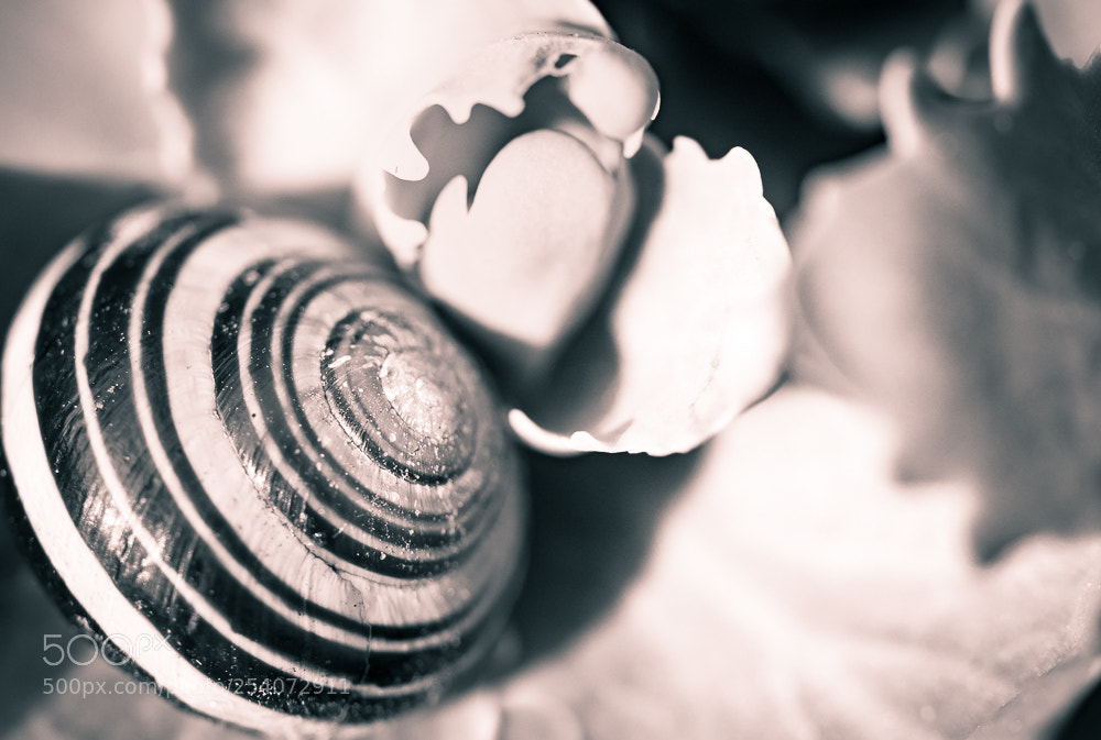 Olympus OM-D E-M10 II sample photo. Escargot photography