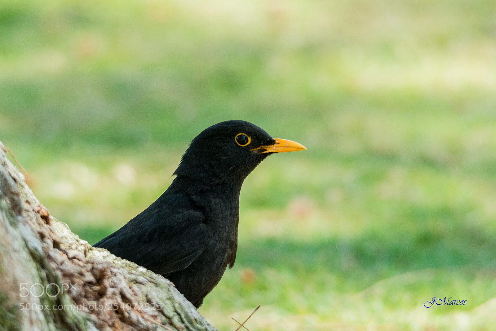Nikon D7100 sample photo. Eurasian blackbird photography