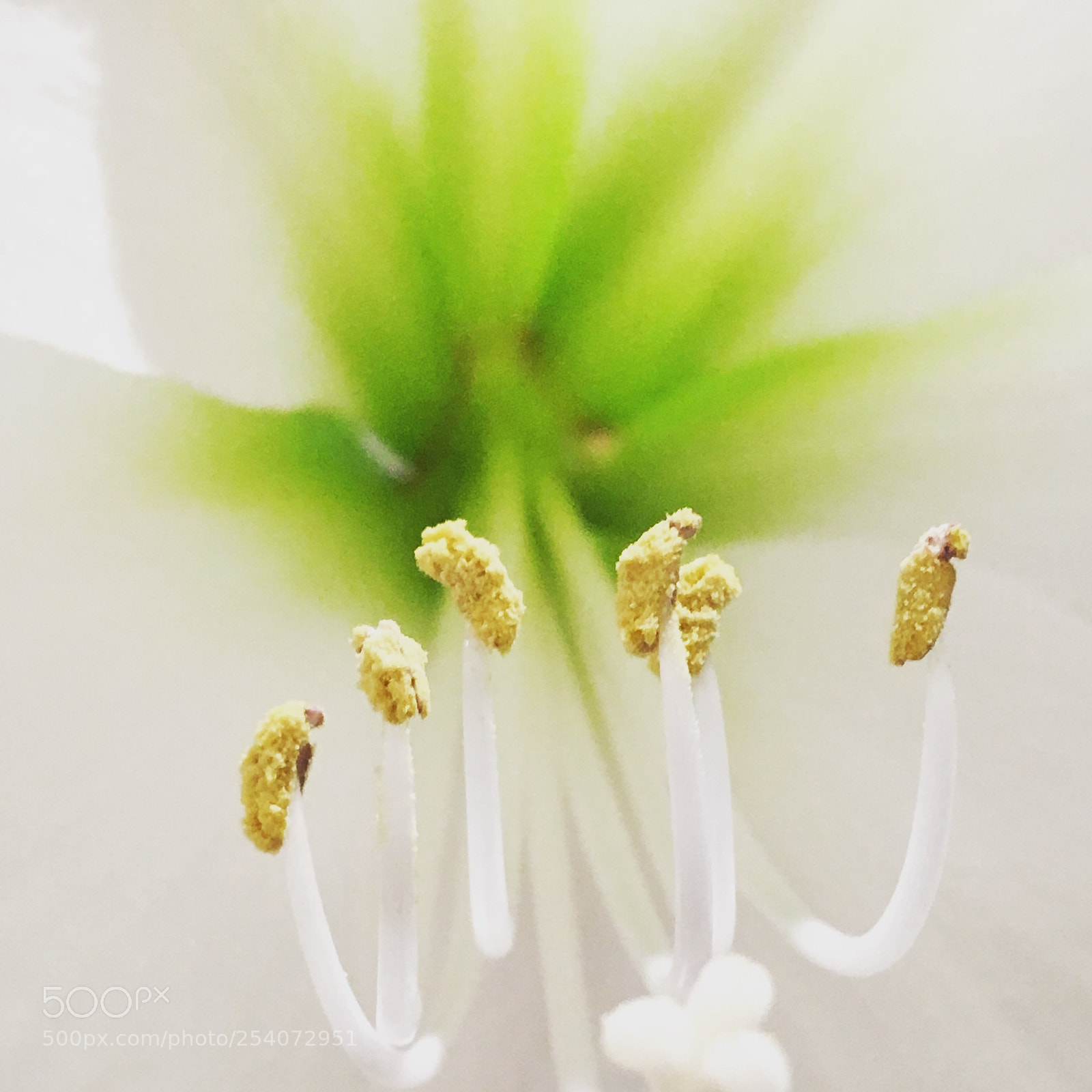Apple iPhone SE sample photo. Amaryllis photography